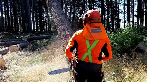Image result for Interview of a Logging Worker