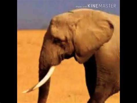 Elephant Trumpet Noumal に対する画像結果