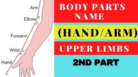 Image result for Hands and Arms