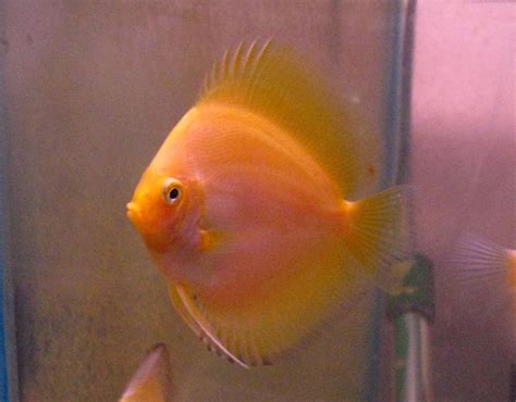 Discus Fish Store に対する画像結果