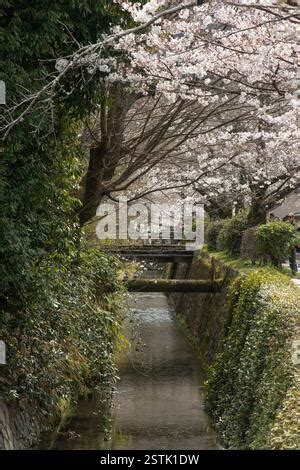 Toradh íomhá ar Hanami Path
