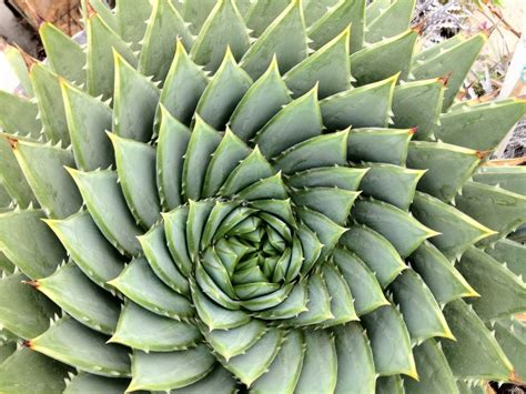 Mathematical Patterns In Nature