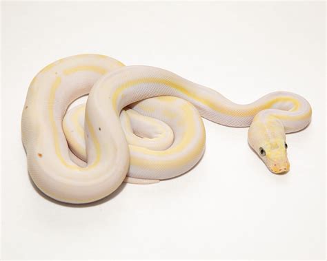 Reticulated Python Cow Morph に対する画像結果