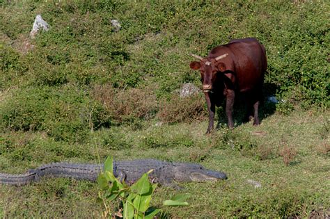 Image result for Alligator Mix Cow