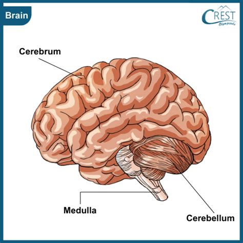 Image result for Structure of Gliding Joint