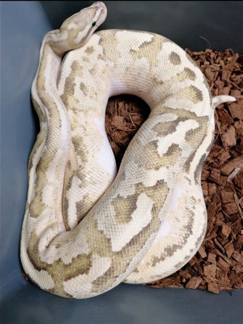 Image result for Disco Ball Python