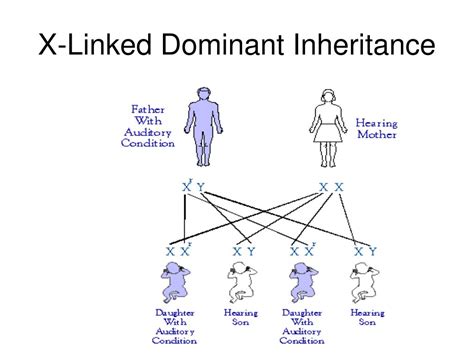 Toradh íomhá ar Mitochondrial Inheritance Pattern