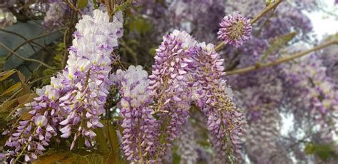 Toradh íomhá ar SpeedTree Beuty Tree