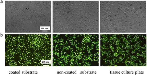 Microscope Reference Scale に対する画像結果