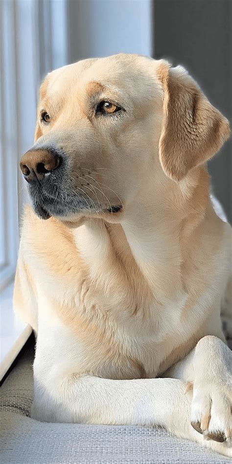 Image result for Dog Puddle Collection