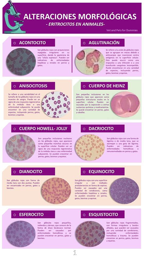 Toradh íomhá ar Urine Cell Atlas