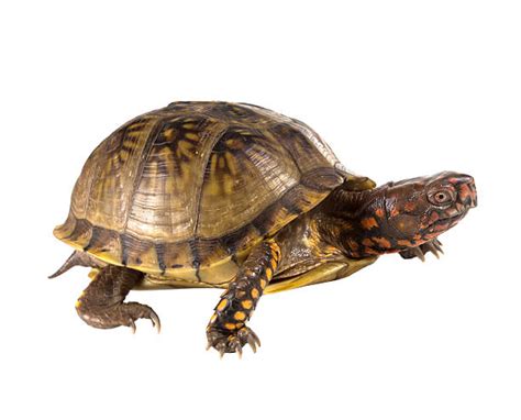 Image result for Turtle Side View 1