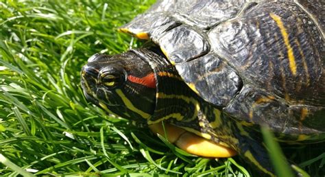Image result for Pyramiding Red Eared Slider Turtle Shell