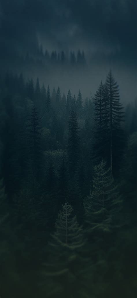 Afbeeldingsresultaten voor Coniferous Forest in Snow