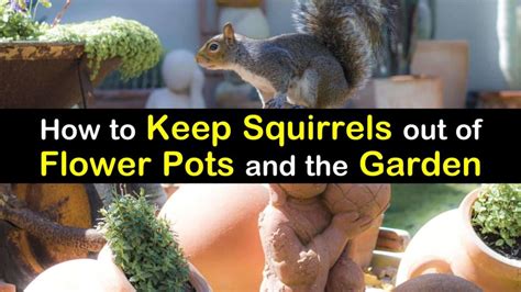Toradh íomhá ar How to Keep Squirrels From Digging
