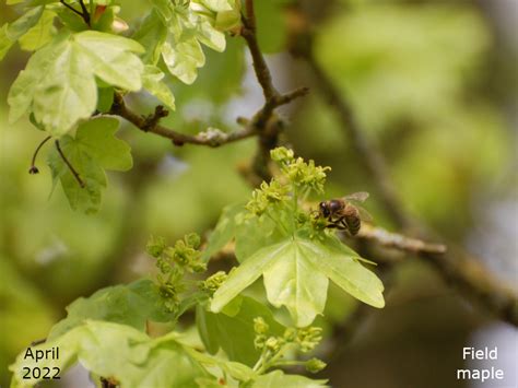Image result for Field Maple Tree in Spring