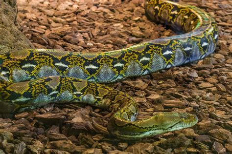 Image result for Medusa Reticulated Python