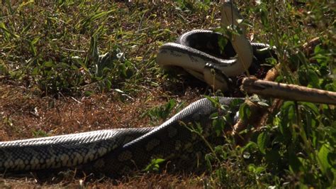 Résultat d’images pour Python Fight