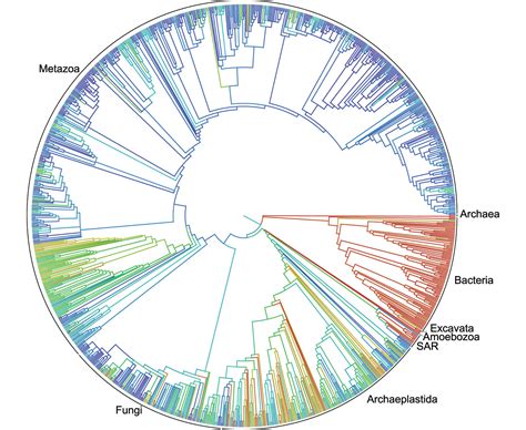 Image result for LifeMap Evolution Tree