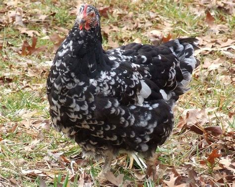 Image result for Java Hen Male