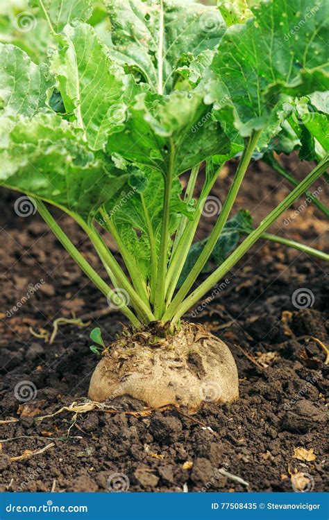 Image result for Beet Root Cut