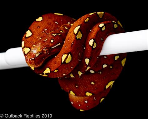 Image result for Red Green Tree Python