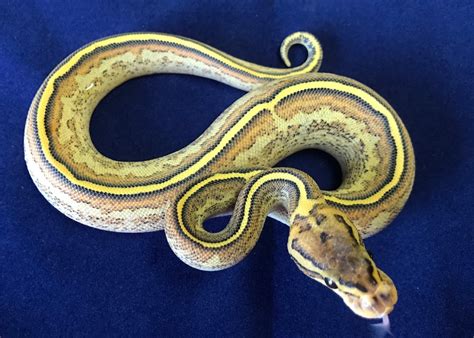 Image result for Spider Freeway Ball Python