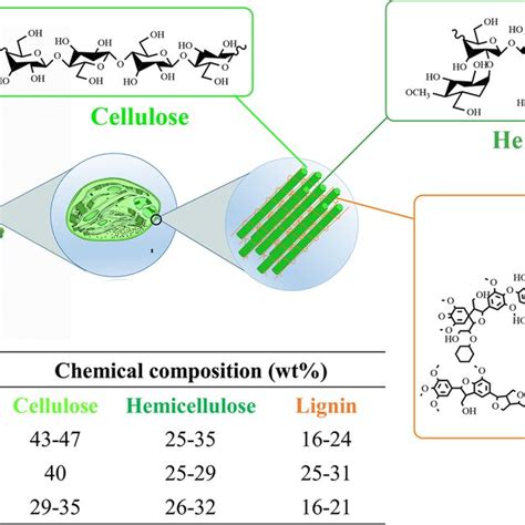 Image result for Cellulose Infection