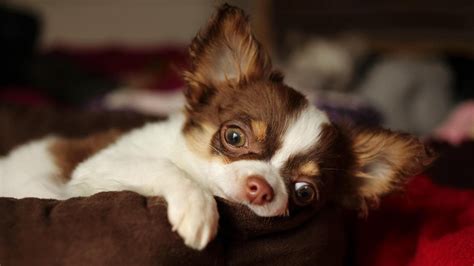 Image result for Dachshund