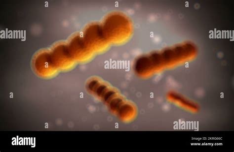 Image result for Strep Gram-positive