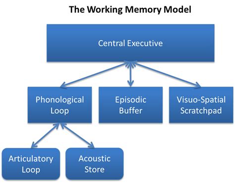 Image result for Working Memory