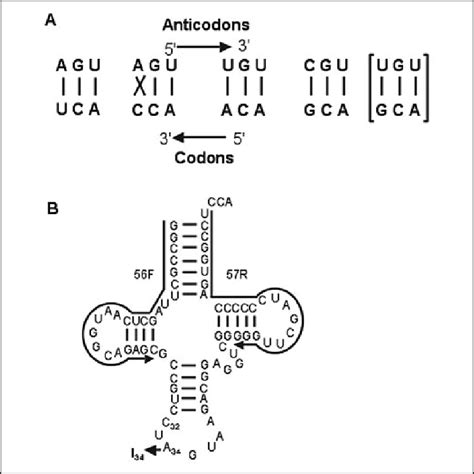 Image result for tRNA Codon