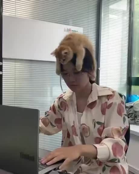 Image result for Cat Brain Processing Meme