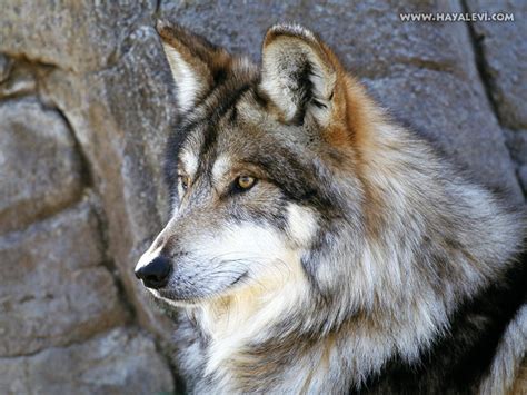 Image result for Wolf Drawings Anime Head Tutorial