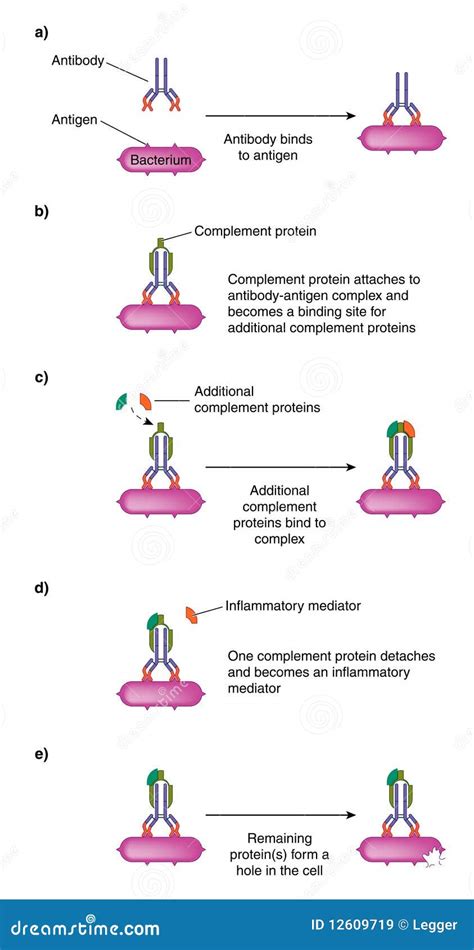 Afbeeldingsresultaten voor Complement Illust