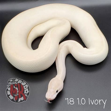 Image result for Python Ivory