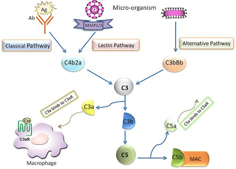 Afbeeldingsresultaten voor C3 Complement Cascade