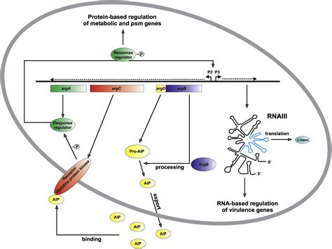 Image result for Cell Control Array Virus