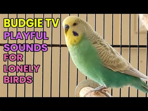 Image result for Budgie Channel
