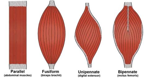 Image result for Parallel Muscle