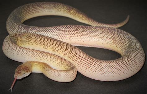 Patternless Pygmy Python ପାଇଁ ପ୍ରତିଛବି ଫଳାଫଳ