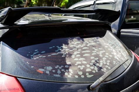 Image result for How to Fix Bubbles in Window Tint