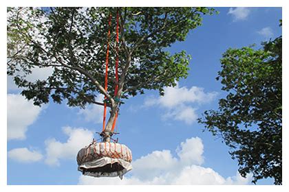 Image result for Large Tree Transplanting