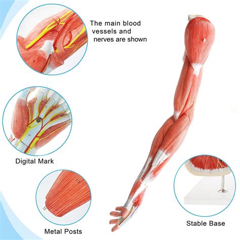 Image result for Simple Arm Model