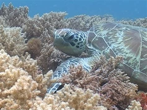 Image result for Snapping Turtle Shell Side View