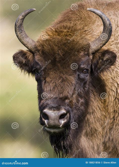 Grootste Bizon に対する画像結果