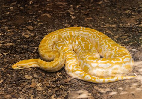 Python Yellow に対する画像結果