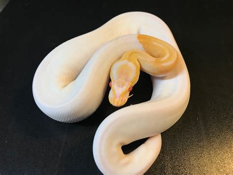 Image result for +White Bod Python