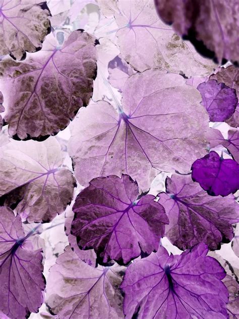 Toradh íomhá ar Purple Tree Texture for Unity