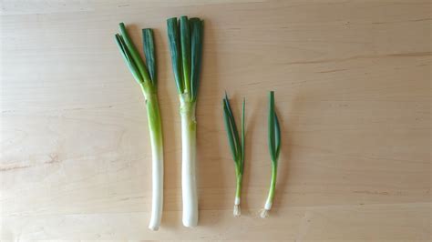 Image result for Negi Green Onion Pattern